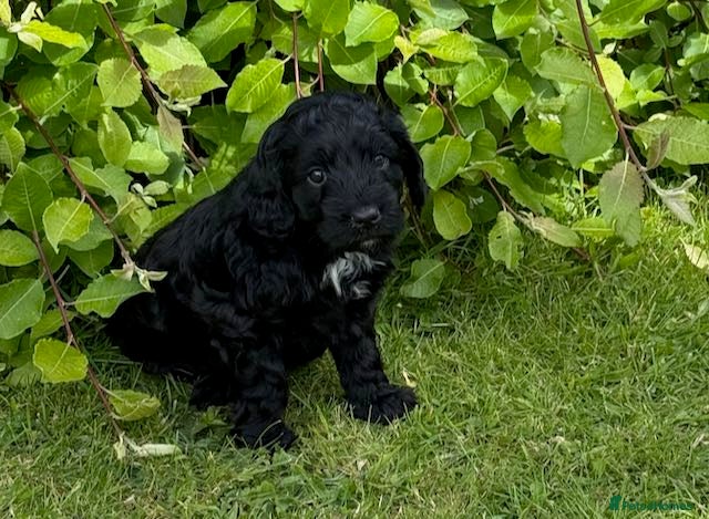 Sproodle dogs ADORABLE SPROODLE PUPPIES - Advert 1
