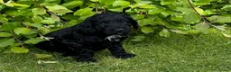 Sproodle dogs for sale: ADORABLE SPROODLE PUPPIES - Advert 1