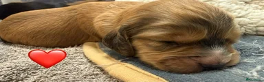 Cocker Spaniel 5