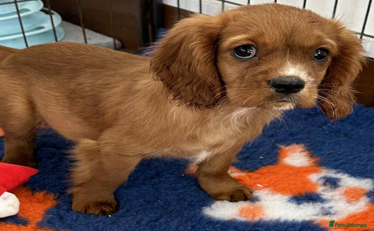 Cavalier King Charles Spaniel dogs - Advert 5