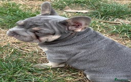 French Bulldog dogs for sale: Isabella wrapped in cream, fluffy carrier - Image 22
