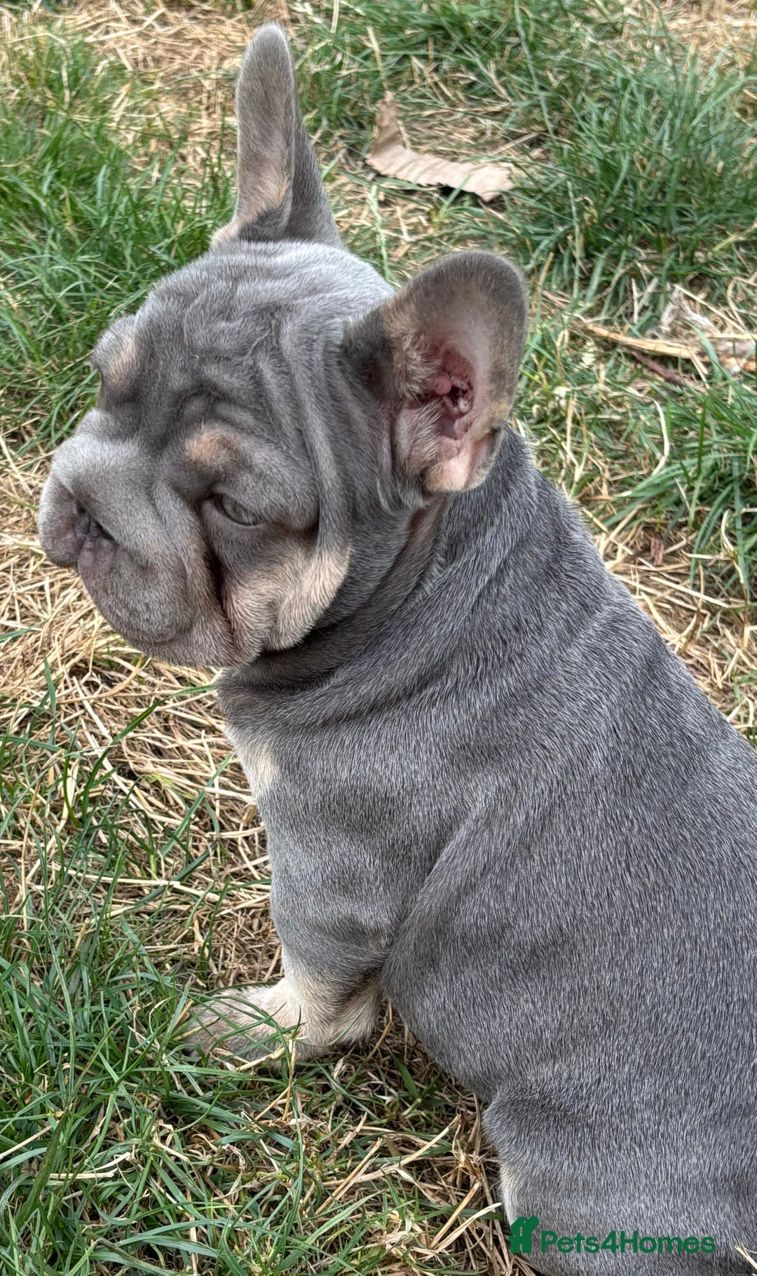 French Bulldog dogs for sale: Isabella wrapped in cream, fluffy carrier - Image 22