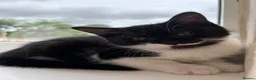 Mixed Breed cats for sale: Black and White Fluffy Male Kitten - Advert 18