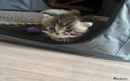 Perdoll cats for sale: Perdolls x2  - Image 7