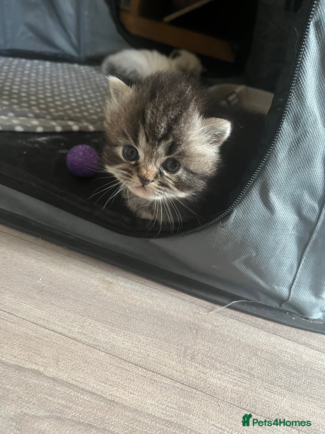 Perdoll cats for sale: Perdolls x2  - Image 7