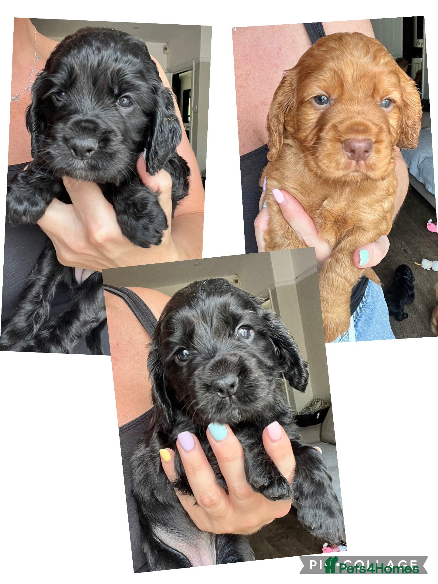Cocker Spaniel dogs Gorgeous PRA/FN clear working cocker puppies  - Advert 1