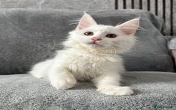 Maine Coon cats for sale: Maine Coon Kittens TICA Registered Cattery  - Image 7