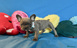 French Bulldog dogs for sale: Adorable Puppies Looking for a New Home! - Image 8