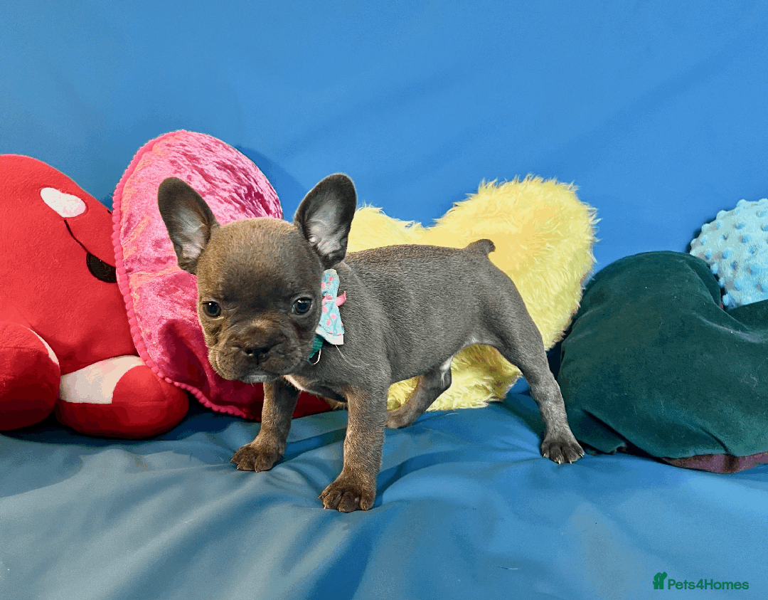 French Bulldog dogs for sale: Adorable Puppies Looking for a New Home! - Image 8