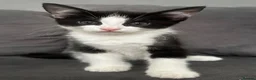 Mixed Breed cats for sale: Beautiful fluffy black and white kittens  - Advert 10