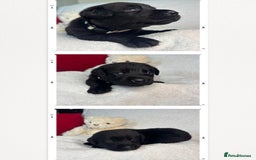 Labrador Retriever dogs for sale: READY NOW. LABRADOR PUPPIES. HEALTH CHECKS DONE  - Image 21