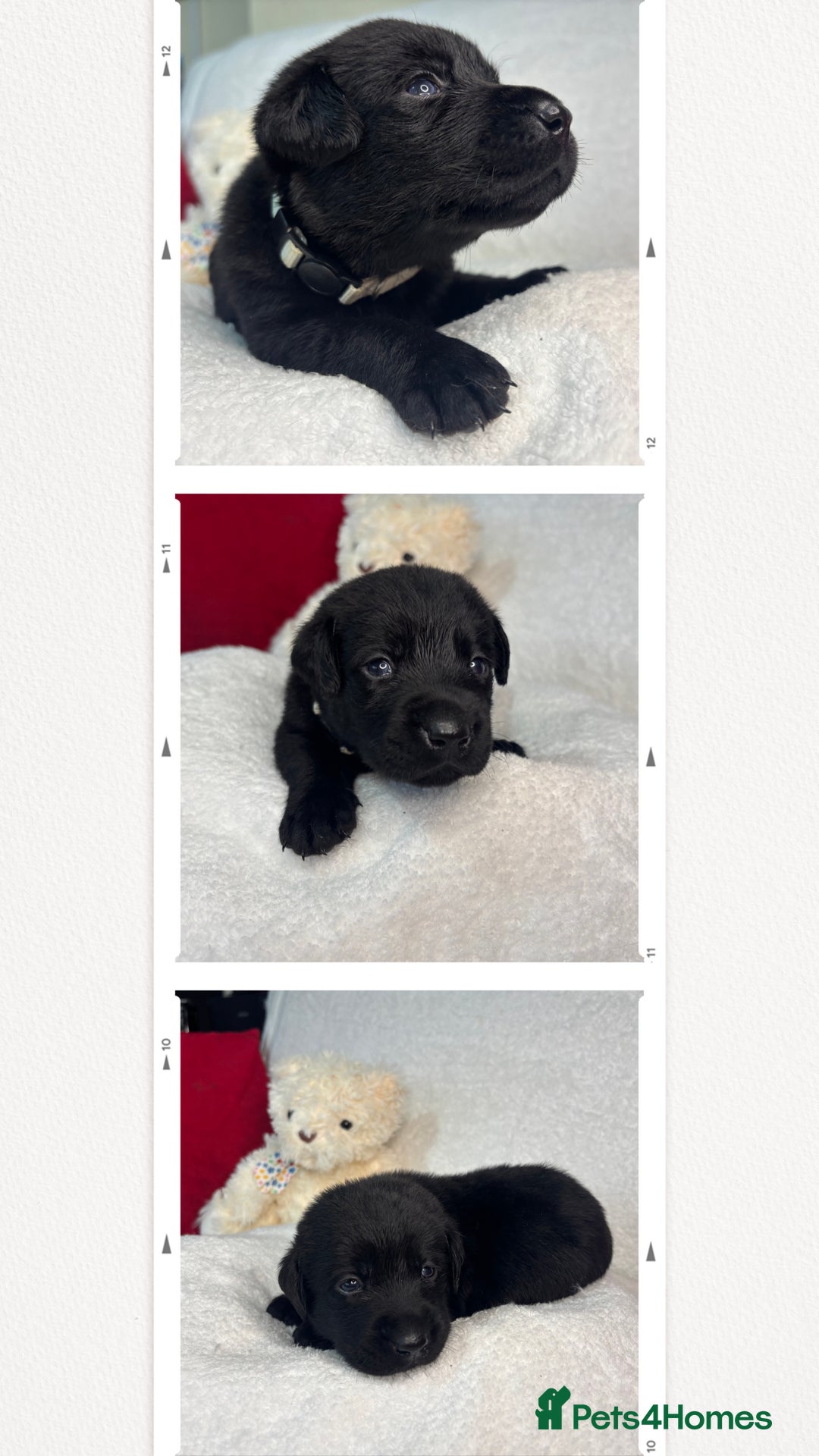 Labrador Retriever dogs for sale: READY NOW. LABRADOR PUPPIES. HEALTH CHECKS DONE  - Image 21