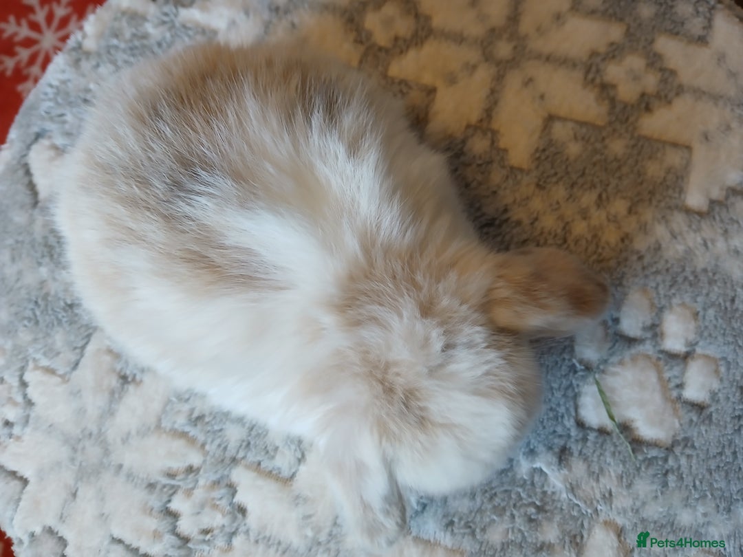 Mini Lop rabbits for sale: Stunning pure bred mini lops RTR - Advert 13