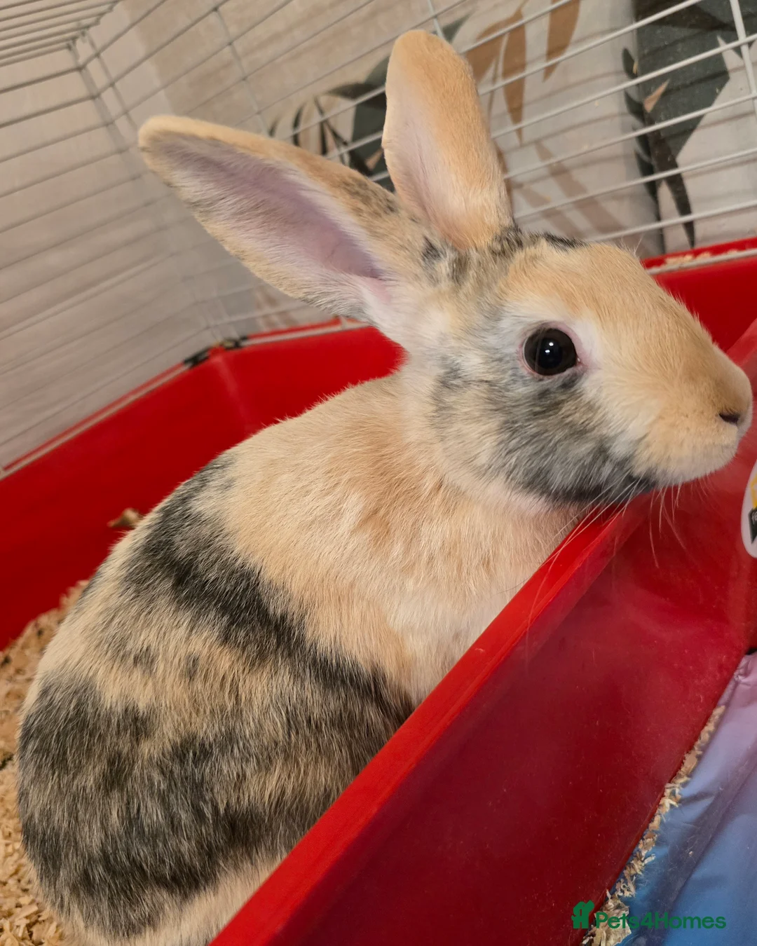 Rex rabbits for sale: Mini rex - Advert 3