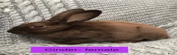 Rex rabbits for sale: Pure breed velvet mini and standard Rex rabbits - Advert 8