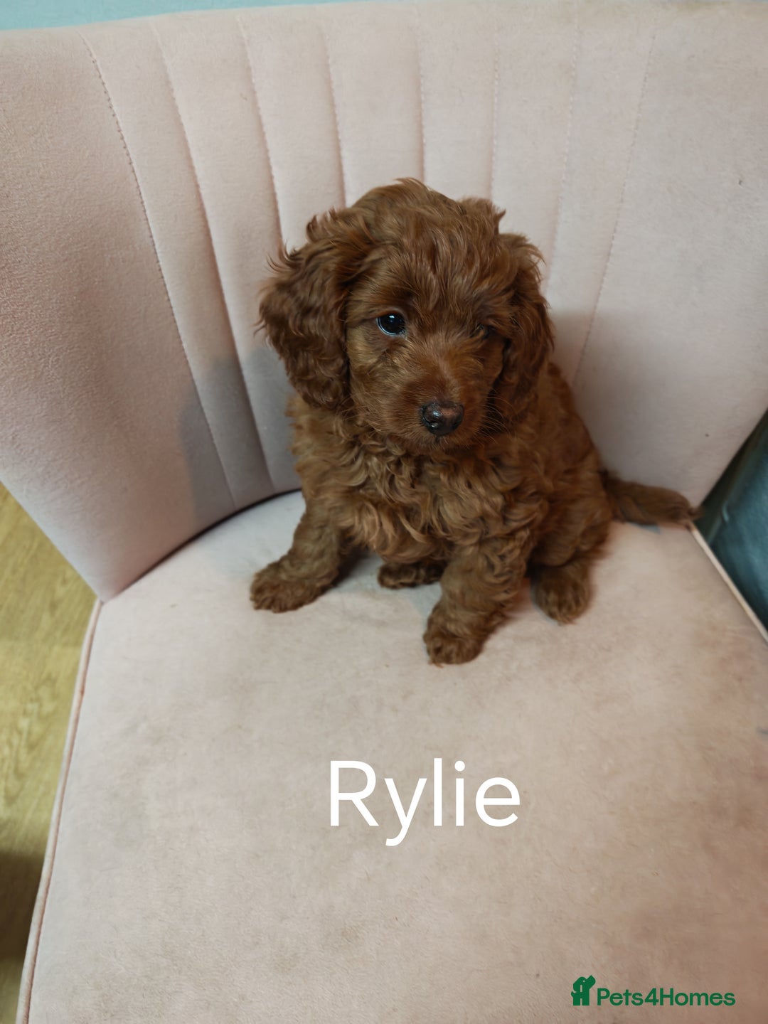 Cockapoo dogs for sale: Cockerpoo puppies  - Advert 2