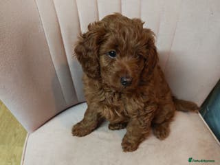 Cockapoo dogs Cockerpoo puppies - Advert 1