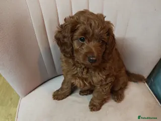 Cockapoo dogs Cockerpoo puppies - Advert 1