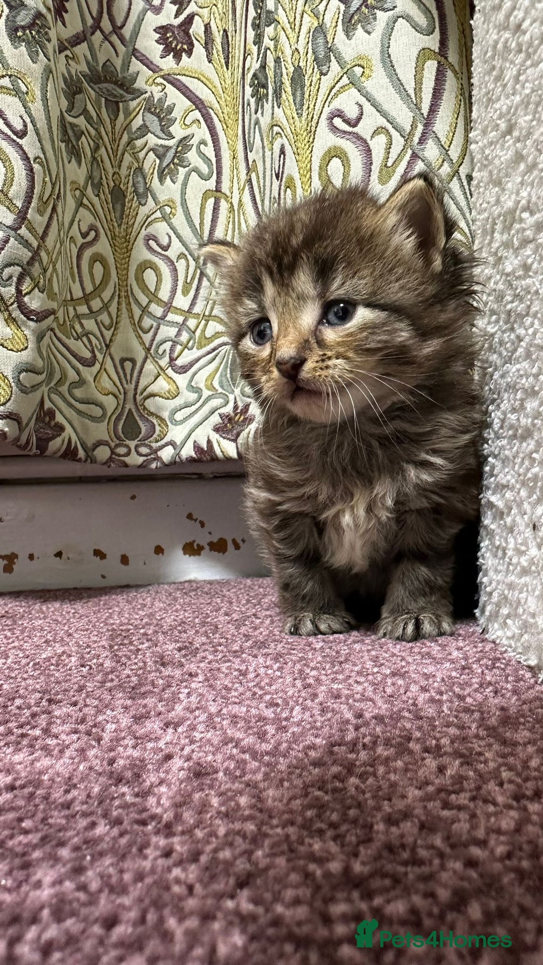 Mixed Breed cats for sale: Kitten  - Advert 5