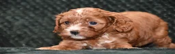 Cavapoo dogs for sale: F1 Toy Cavapoo Puppies Health Tested - Advert 18
