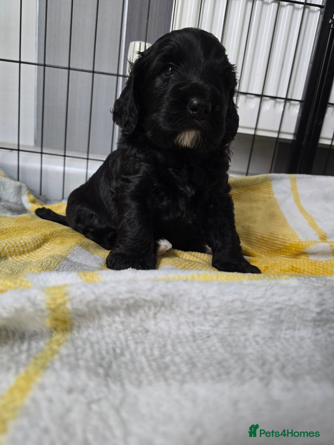 Cockapoo dogs for sale: Cockapoo Puppies For Sale - Image 4