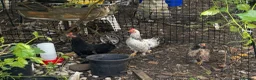 Chickens poultry for sale: Chicken  - Advert 1