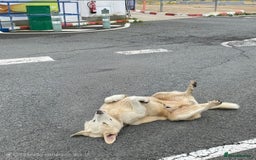 Mixed Breed dogs for adoption: Wonderful NEVADO - Advert 3