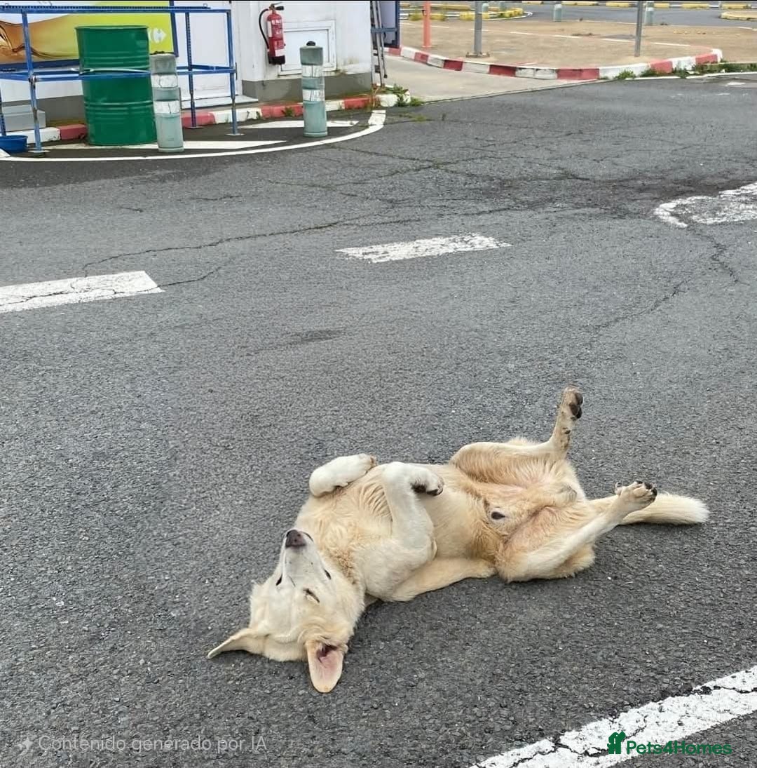 Mixed Breed dogs for adoption: Wonderful NEVADO - Advert 3