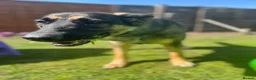 German Shepherd dogs for sale: Skye German shepherd  - Advert 6