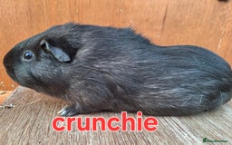 Guinea Pig rodents for sale: Female guinea pig babies in Saltburn-by-the-Sea - Image 5