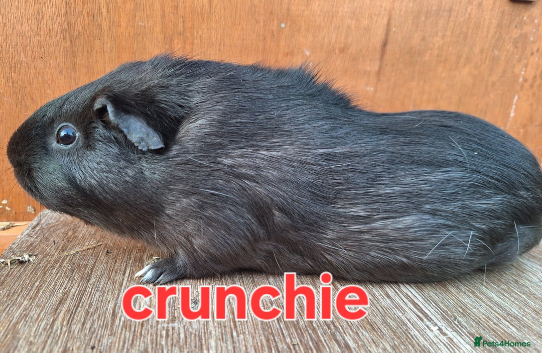 Guinea Pig rodents for sale: Female guinea pig babies in Saltburn-by-the-Sea - Image 5