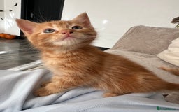 Mixed Breed cats for sale: Two ginger boys - Image 5
