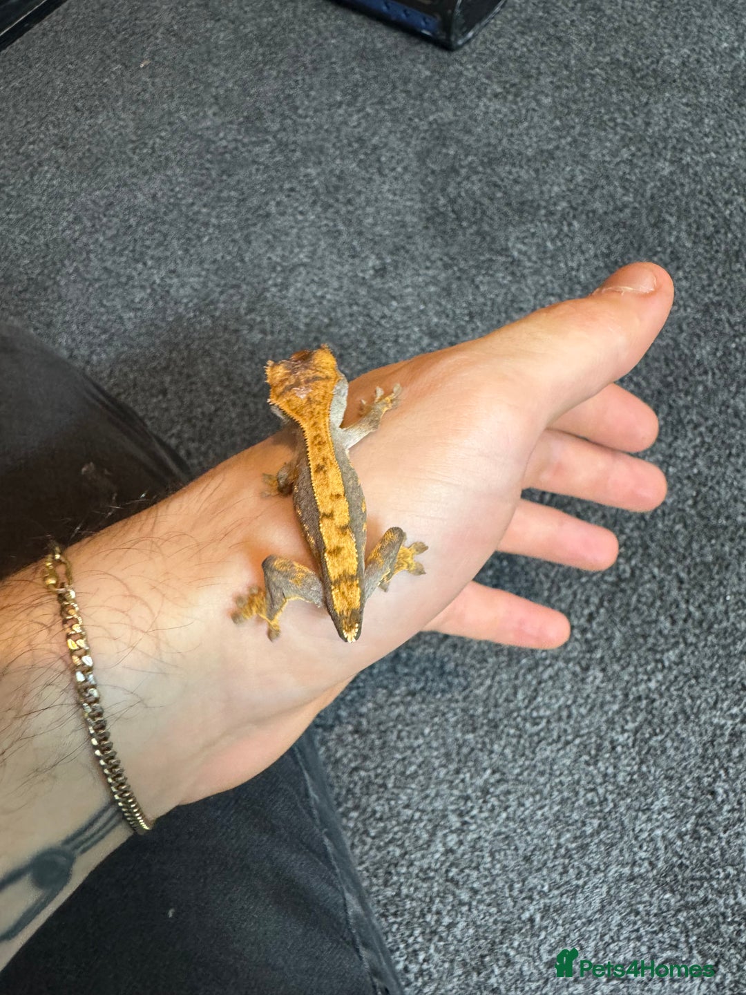 Gecko reptiles for sale: Baby crested geckos for sale  - Advert 5