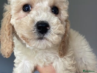 Cockapoo dogs - Advert 2