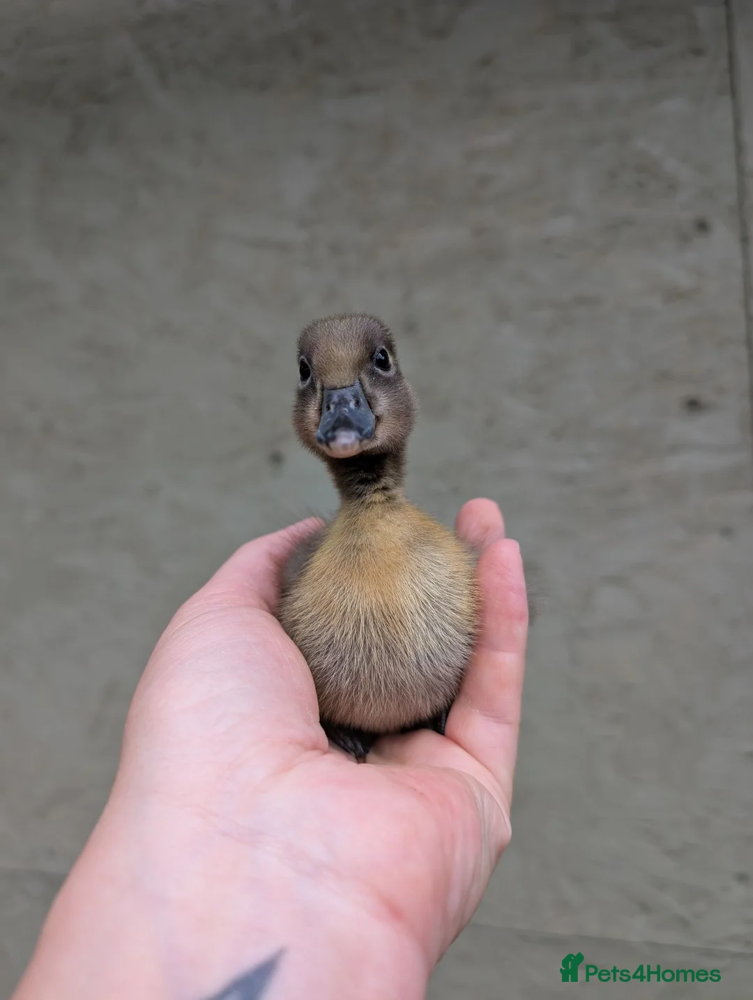 Ducks poultry for sale: * Cayuga (Pure) & Saxony x Cayuga ducklings * - Advert 2