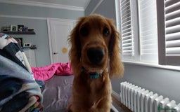 Cocker Spaniel dogs for sale: Our lovely Mina - Image 7
