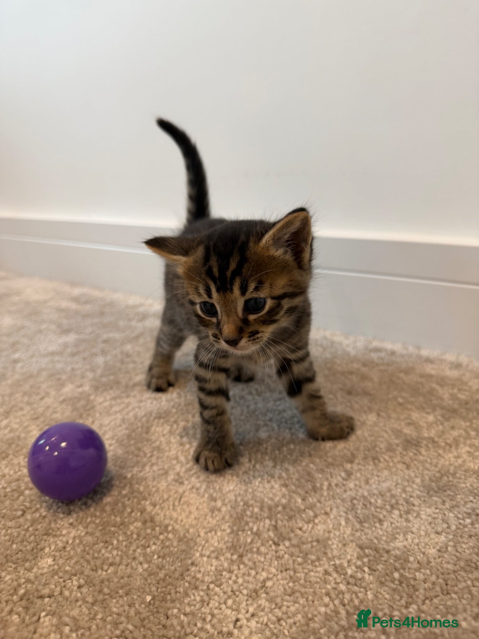 Bengal cats Beautiful Bengal Kittens - Advert 17