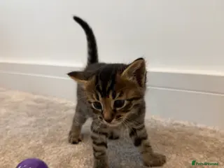 Bengal cats Beautiful Bengal Kittens - Advert 17