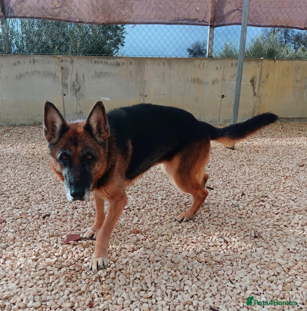 Mixed Breed dogs for adoption: 8 years in chains 😭 🚨 urgent in Hengoed - Image 10