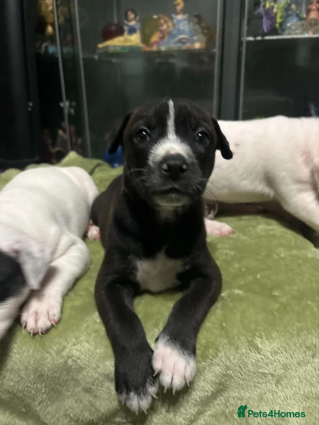 Mixed Breed dogs for sale: Beautiful cross breed pups  in Liverpool - Advert 1