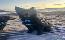 Pomsky dogs for sale: Pomsky  - Image 3