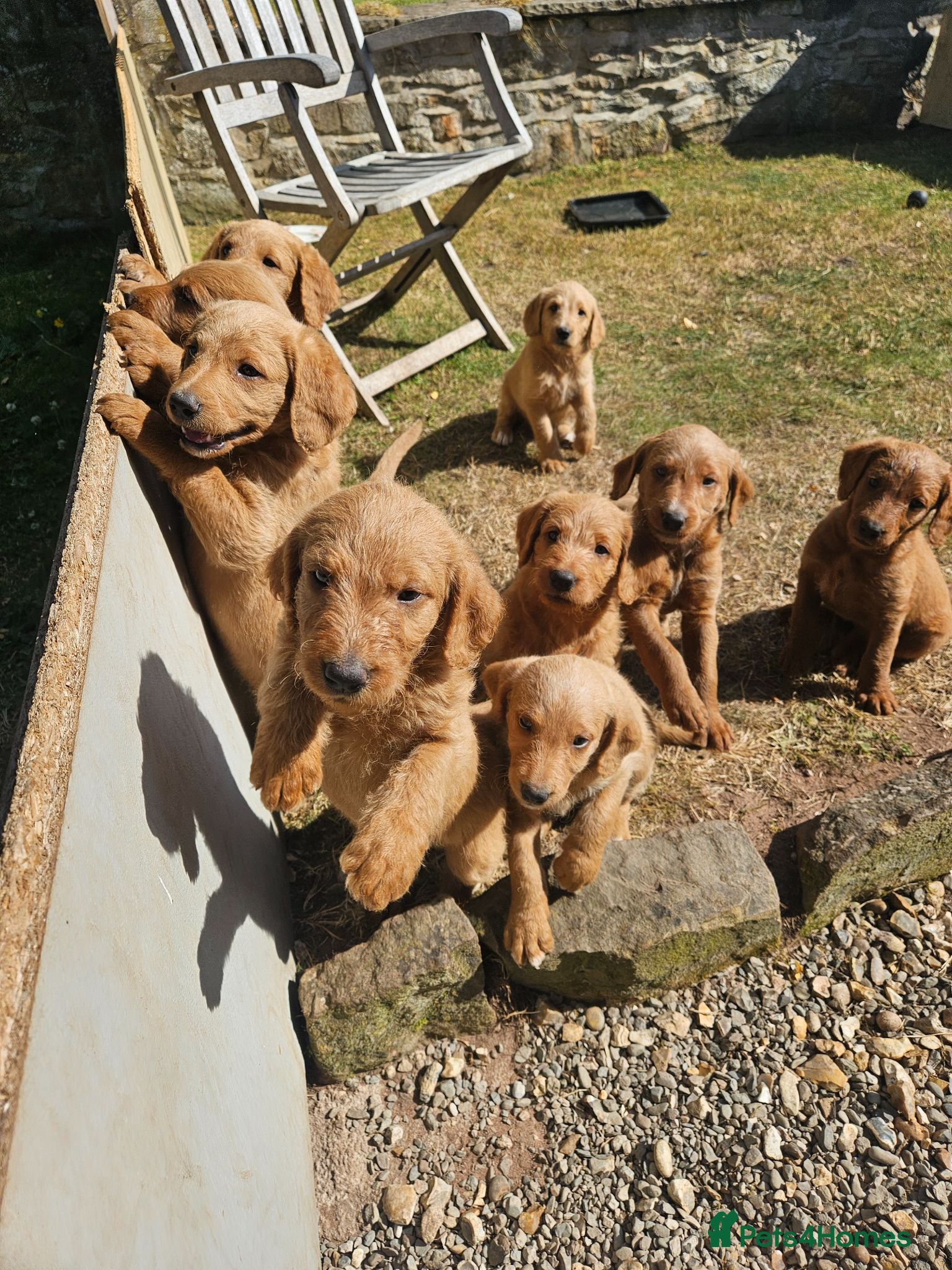 Labradoodle dogs Rare F1 Labradoodle Puppies(8 LEFT!) - Advert 6