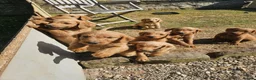 Labradoodle dogs for sale: Rare F1 Labradoodle Puppies(7 LEFT!) - Advert 1