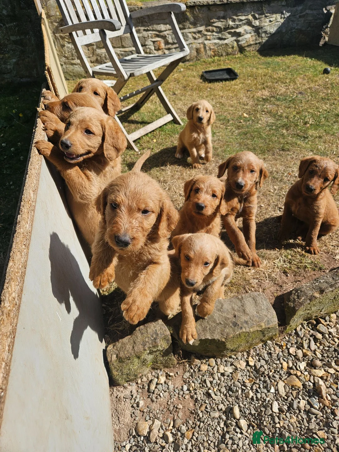Labradoodle dogs for sale: Rare F1 Labradoodle Puppies(7 LEFT!) - Advert 1