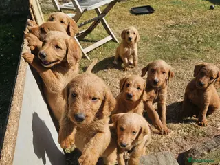 Labradoodle dogs Rare F1 Labradoodle Puppies(8 LEFT!) - Advert 6