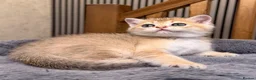 British Shorthair cats for sale: 🐾 Adorable Kittens Looking for a Loving Family 🐾 - Advert 4