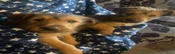 Irish Terrier dogs for sale: Irish terrier puppies for sale  - Advert 8