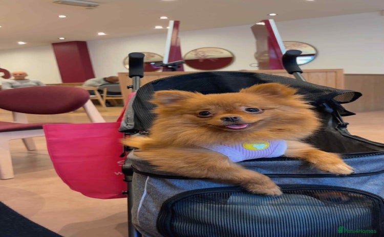 Pomeranian dogs - Advert 4