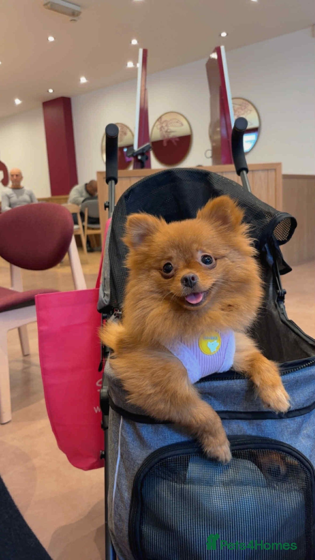 Pomeranian dogs for sale: 🐾 Adorable 7-Month-Old Pomeranian Girl – Lusy 🐾 - Image 1