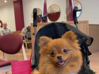 Pomeranian dogs - Advert 6